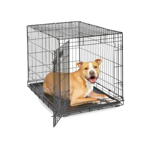 The 5 Best Elevated Dog Beds featured product